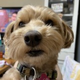 ミックス(雑種)、その他小型犬