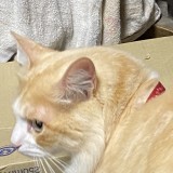 ミックス(雑種)、その他