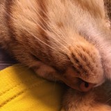ミックス(雑種)、その他短毛種