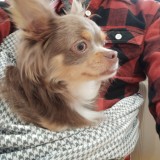 チワワ
