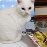 ミックス(雑種)、その他短毛種