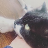 ミックス(雑種)、その他長毛種