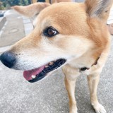 ミックス(雑種)、その他大型犬