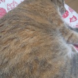 ミックス(雑種)、その他短毛種