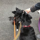 ミックス(雑種)、その他中型犬