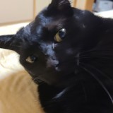 ミックス(雑種)、その他短毛種