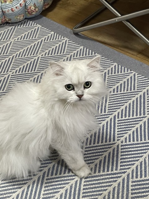 国内作家様、白いペルシャ猫、1日まで ペルシャネコ 60 | HANSA