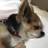チワワ