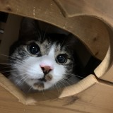 ミックス(雑種)、その他短毛種