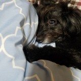 ミックス(雑種)、その他小型犬