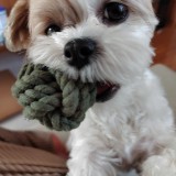 ミックス(雑種)、その他小型犬