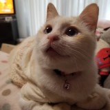 ミックス(雑種)、その他短毛種