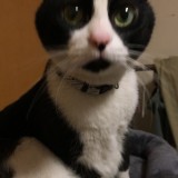 ミックス(雑種)、その他短毛種