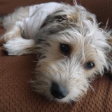 ミックス(雑種)、その他小型犬
