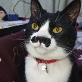 ミックス(雑種)、その他短毛種