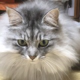 ミックス(雑種)、その他長毛種