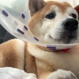 ミックス(雑種)、その他中型犬