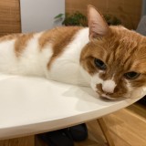 ミックス(雑種)、その他短毛種