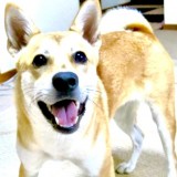 ミックス(雑種)、その他中型犬