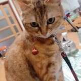 ミックス(雑種)、その他短毛種
