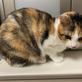 ミックス(雑種)、その他短毛種