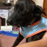 ミックス(雑種)、その他中型犬