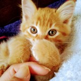 ミックス(雑種)、その他長毛種
