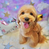ミックス(雑種)、その他小型犬