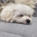 マルチーズ