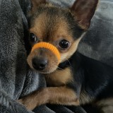 ミックス(雑種)、その他小型犬