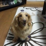 ミニチュア・ダックスフンド