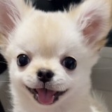 チワワ