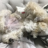 ミックス(雑種)、その他小型犬