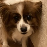 パピヨン