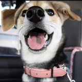 ミックス(雑種)、その他中型犬