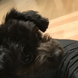 ミックス(雑種)、その他小型犬