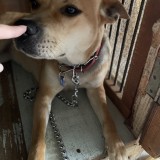 ミックス(雑種)、その他大型犬