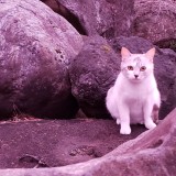 ミックス(雑種)、その他短毛種