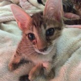 ミックス(雑種)、その他短毛種