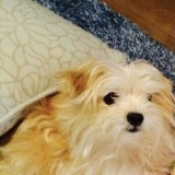 ミックス(雑種)、その他小型犬