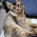 ソマリ