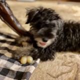 ミックス(雑種)、その他中型犬