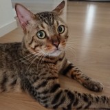 ベンガル