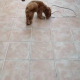 ミックス(雑種)、その他小型犬