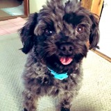 ミックス(雑種)、その他小型犬