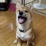 ミックス(雑種)、その他中型犬