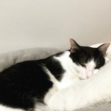 ミックス(雑種)、その他短毛種