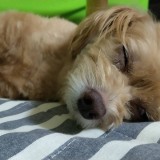 ミックス(雑種)、その他小型犬