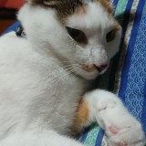 ミックス(雑種)、その他短毛種