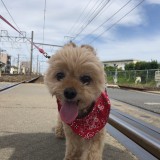 ミックス(雑種)、その他小型犬